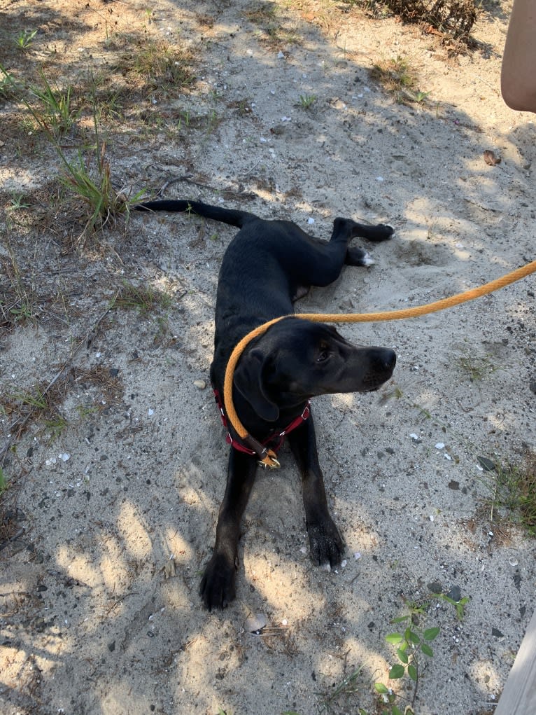 Ollie Milazzo, an American Foxhound and German Shorthaired Pointer mix tested with EmbarkVet.com