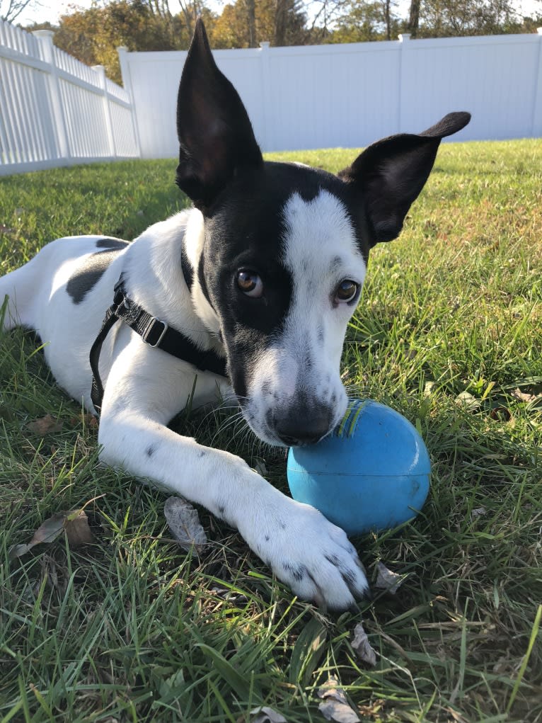 Merlin, an American Staffordshire Terrier and Australian Cattle Dog mix tested with EmbarkVet.com