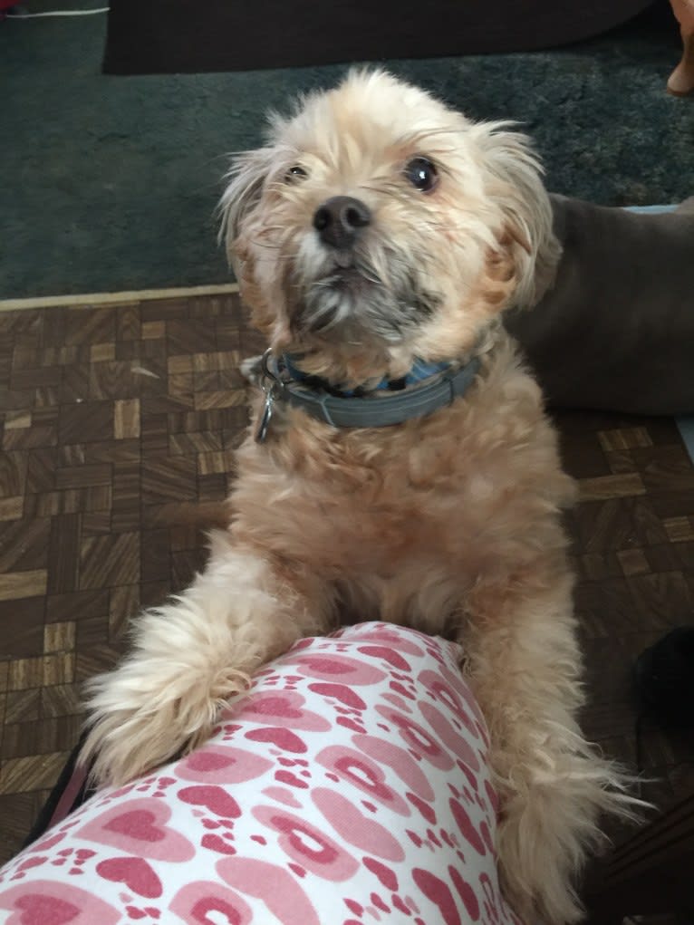 Roscoe, a Rat Terrier and Lhasa Apso mix tested with EmbarkVet.com