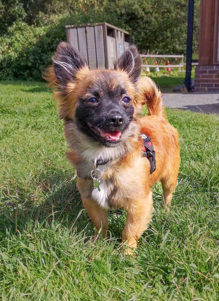 Rocket, a Chihuahua and Yorkshire Terrier mix tested with EmbarkVet.com