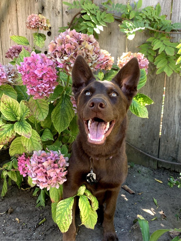 Hennessy, a Siberian Husky and Weimaraner mix tested with EmbarkVet.com