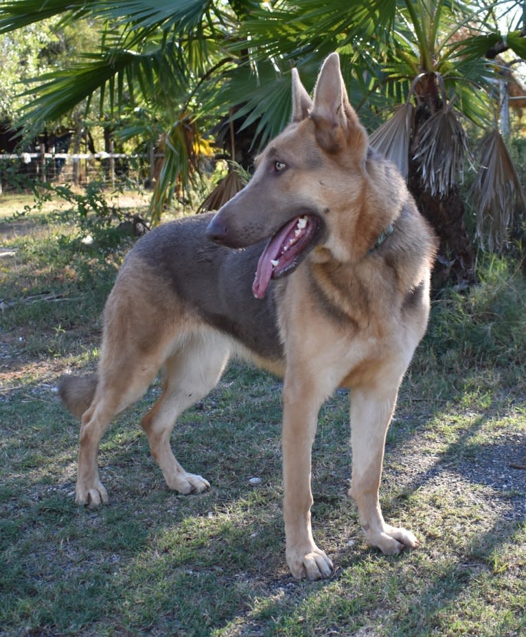 Bella, a German Shepherd Dog tested with EmbarkVet.com