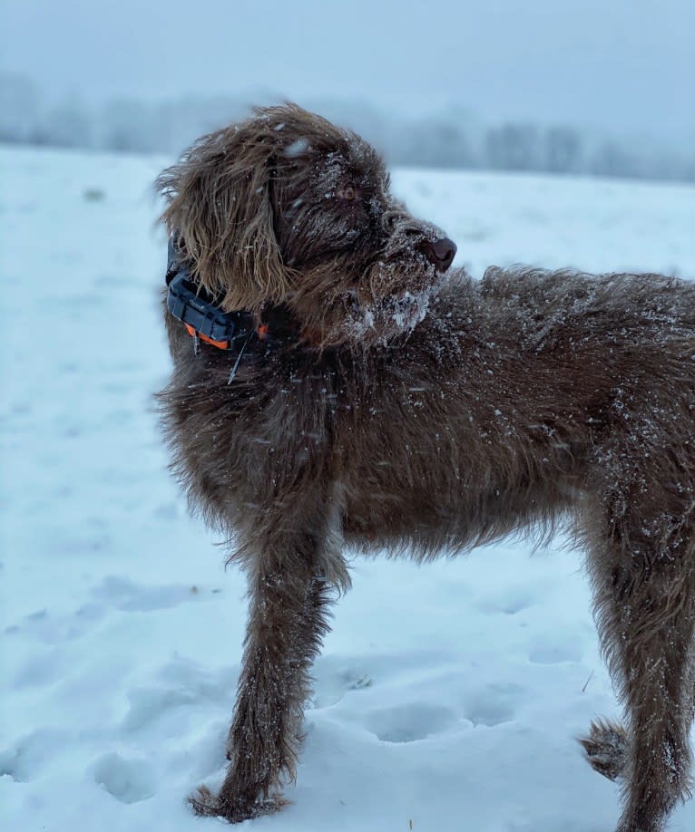 Foothills Ada Reece, a Pudelpointer tested with EmbarkVet.com