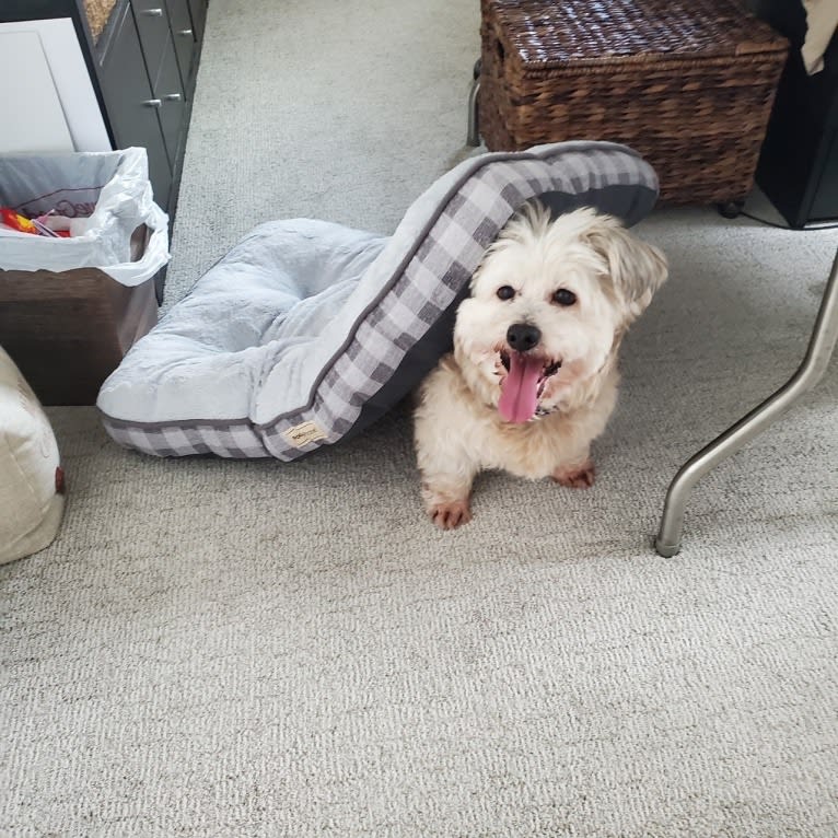 Mr. Simi, an American Eskimo Dog and Poodle (Small) mix tested with EmbarkVet.com