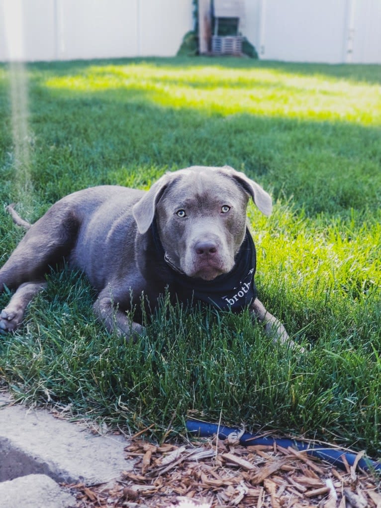 Jordy, a Labrador Retriever tested with EmbarkVet.com