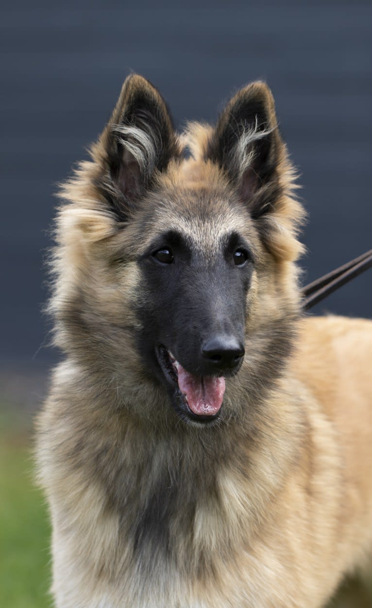 Loiz, a Belgian Shepherd tested with EmbarkVet.com