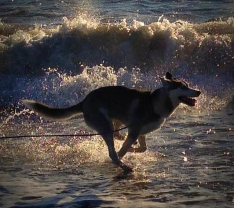 Buck, a Siberian Husky and German Shepherd Dog mix tested with EmbarkVet.com