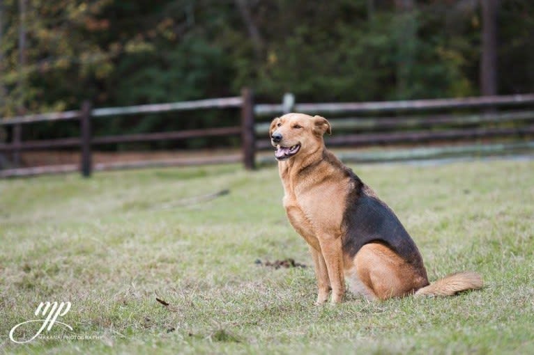 Rambo, a Labrador Retriever and Golden Retriever mix tested with EmbarkVet.com