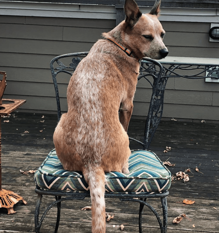 Joliet, an Australian Cattle Dog tested with EmbarkVet.com