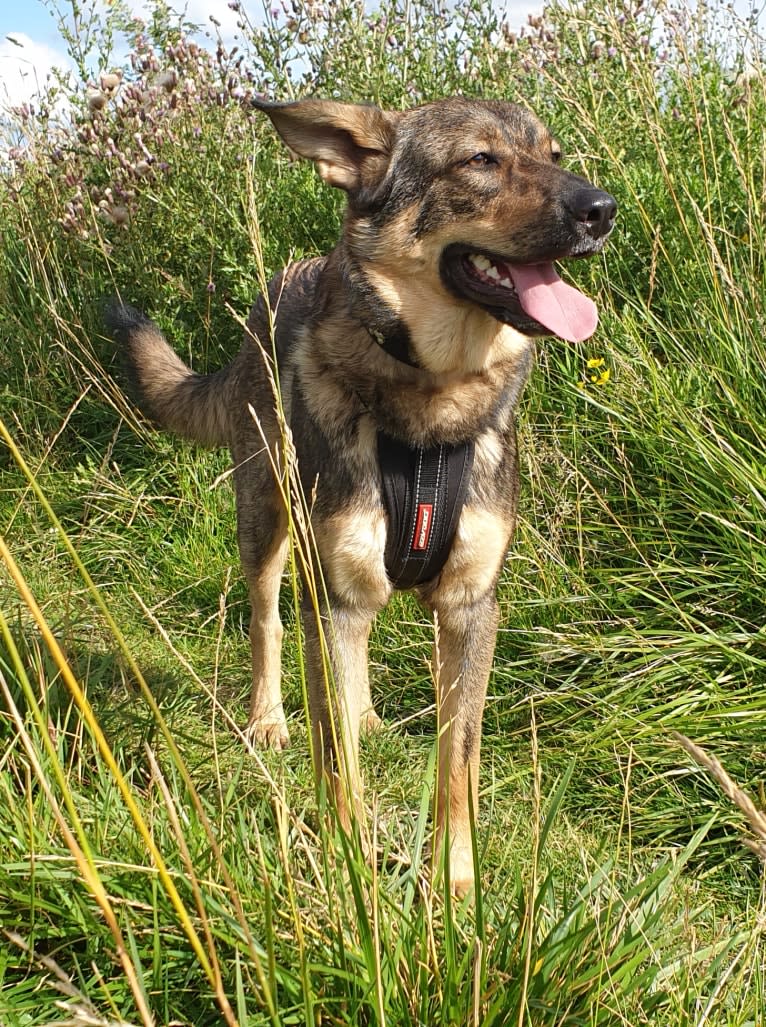 Django, an Eastern European Village Dog tested with EmbarkVet.com