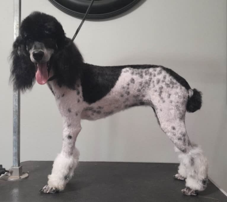 Trinity, a Poodle tested with EmbarkVet.com