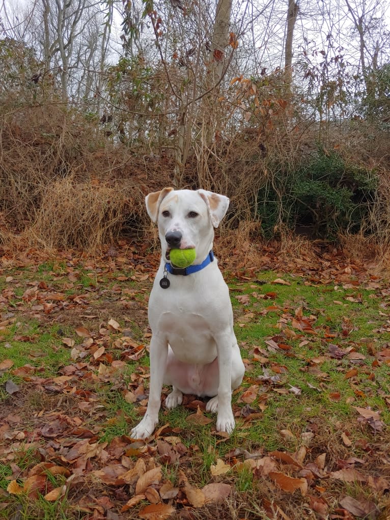 Patch, an American Pit Bull Terrier and Boxer mix tested with EmbarkVet.com