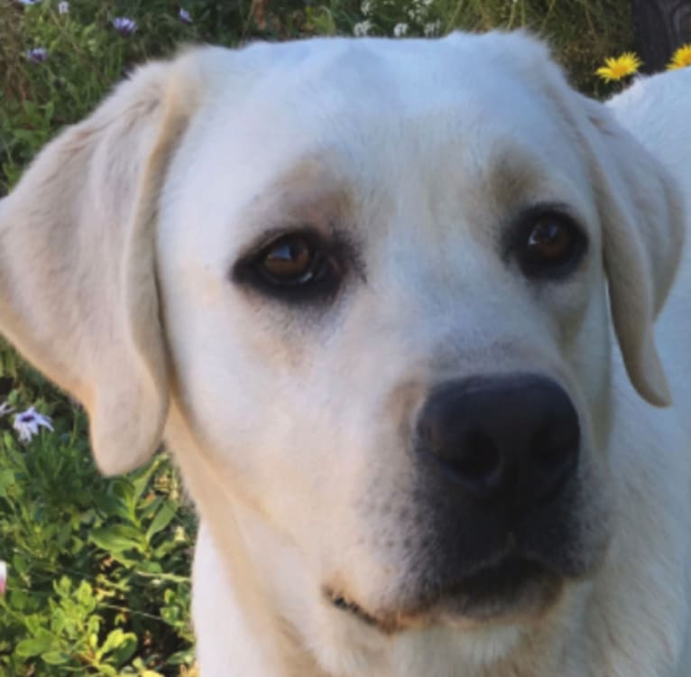 Prince Silver of Tender Oak Ranch, a Labrador Retriever tested with EmbarkVet.com