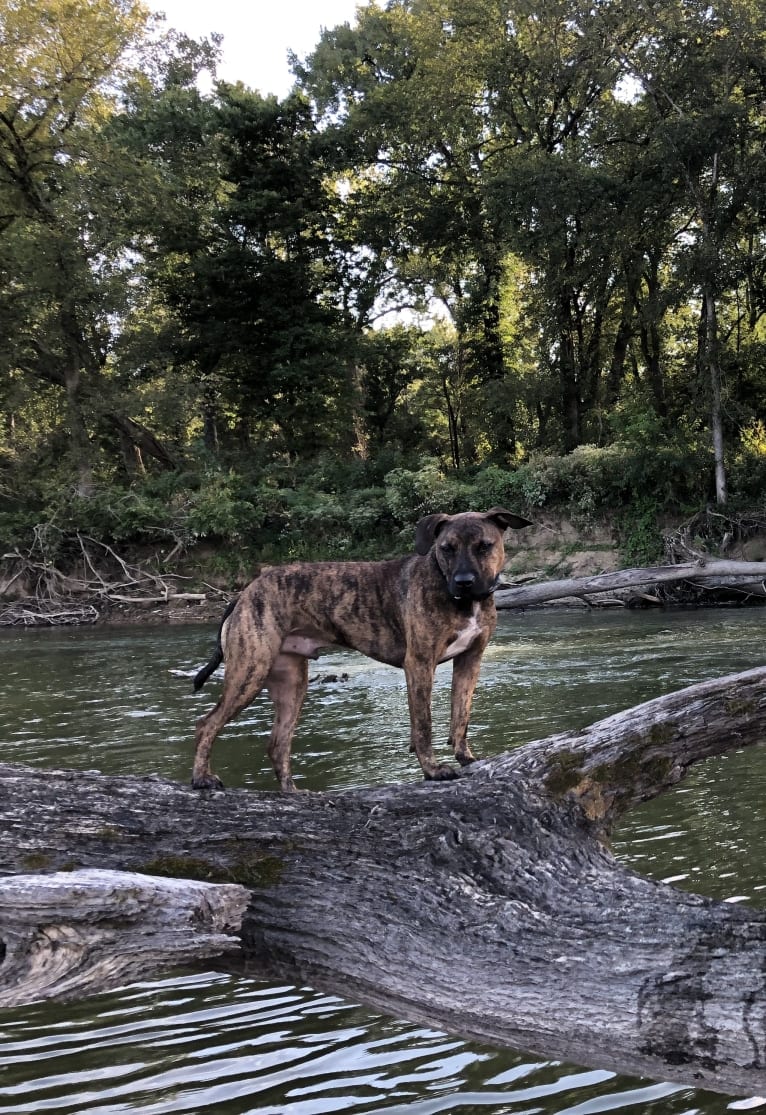 Roscoe, an American Pit Bull Terrier and Rottweiler mix tested with EmbarkVet.com