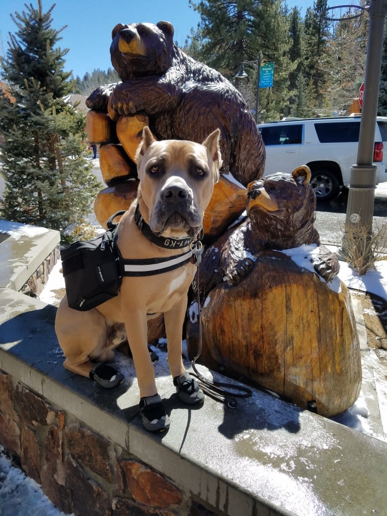 Dredd, a Cane Corso tested with EmbarkVet.com