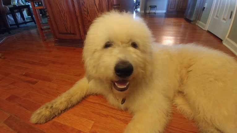 Rooster, a Great Pyrenees and Komondor mix tested with EmbarkVet.com