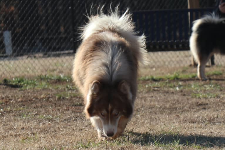 Sokka, a Siberian Husky tested with EmbarkVet.com