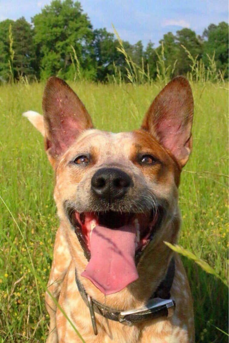 Frost, an Australian Cattle Dog tested with EmbarkVet.com