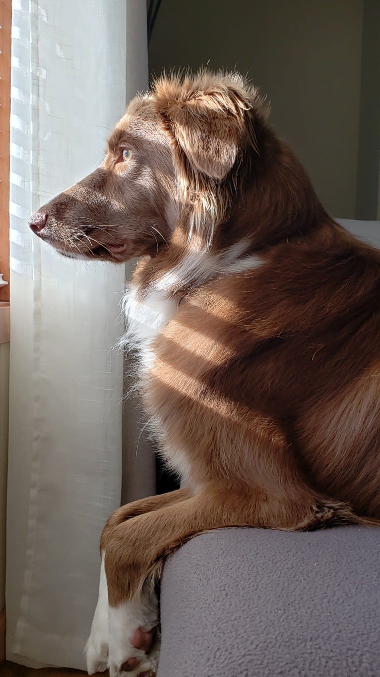 Chili, a Border Collie and English Springer Spaniel mix tested with EmbarkVet.com