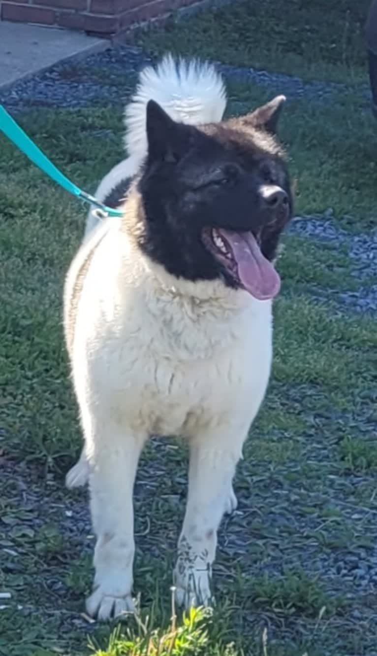 Sansa, an Akita tested with EmbarkVet.com