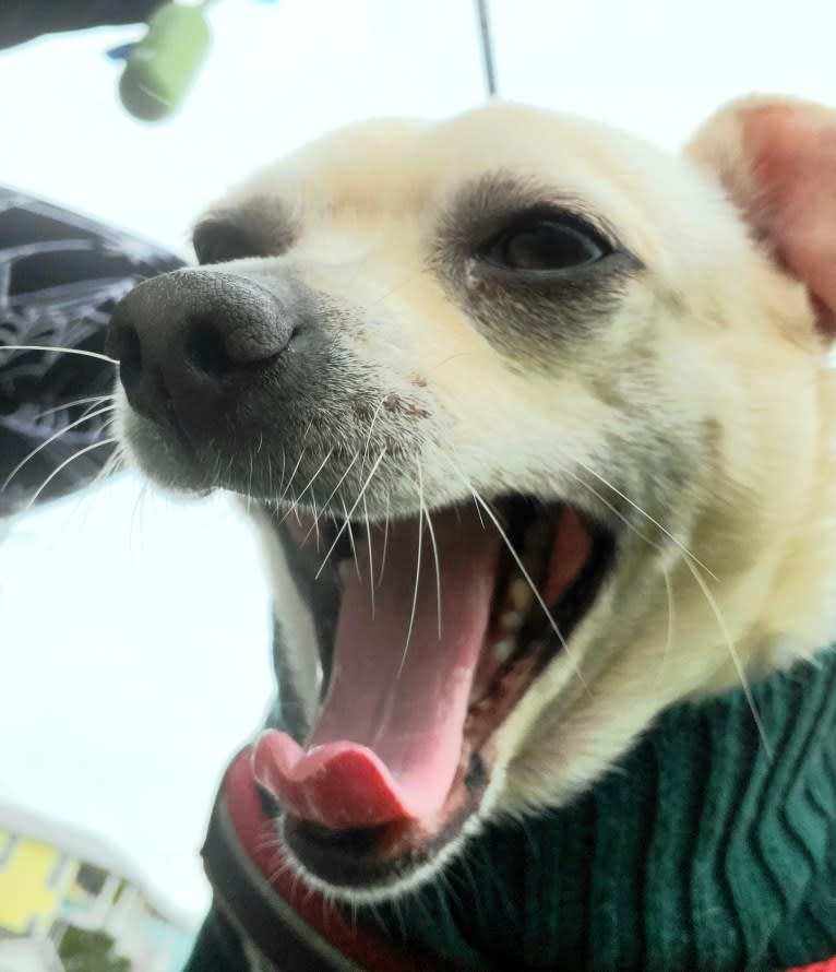 Derp, a Chihuahua and Rat Terrier mix tested with EmbarkVet.com