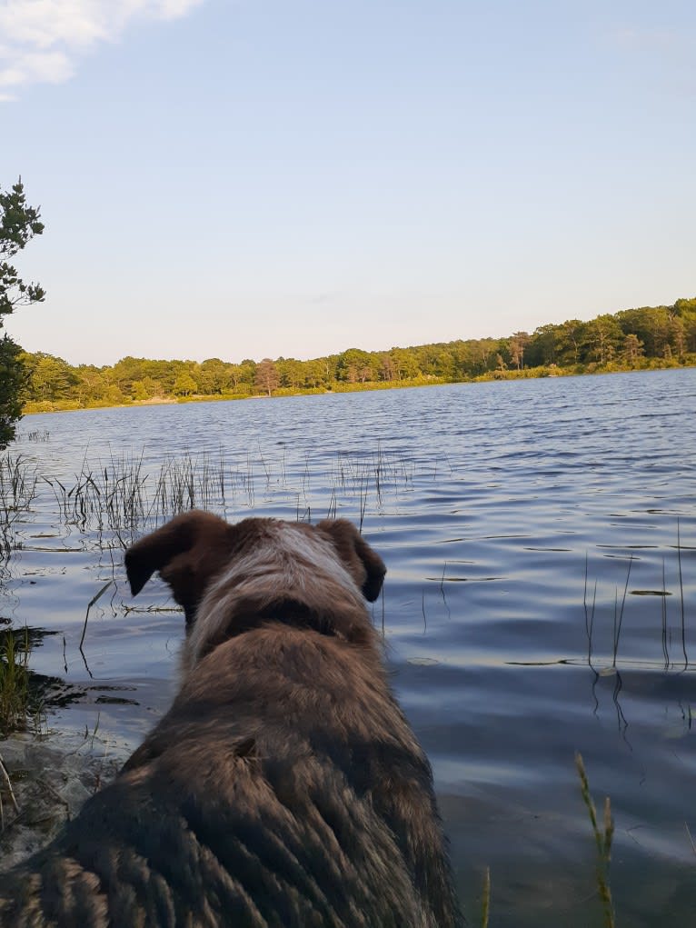 Nash, an Australian Shepherd and Labrador Retriever mix tested with EmbarkVet.com