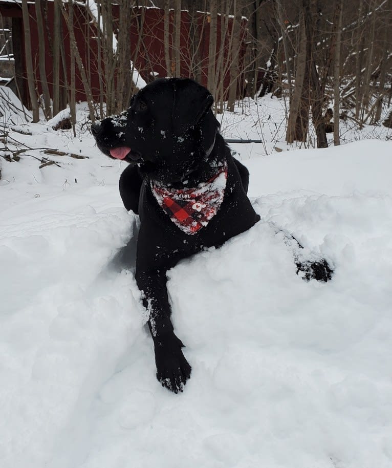 Chowder, a Siberian Husky and Labrador Retriever mix tested with EmbarkVet.com