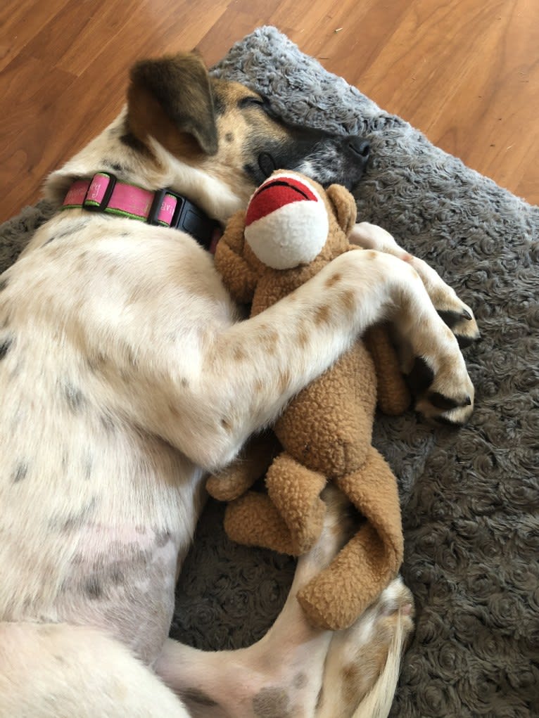 Zoe, a Labrador Retriever and American Foxhound mix tested with EmbarkVet.com