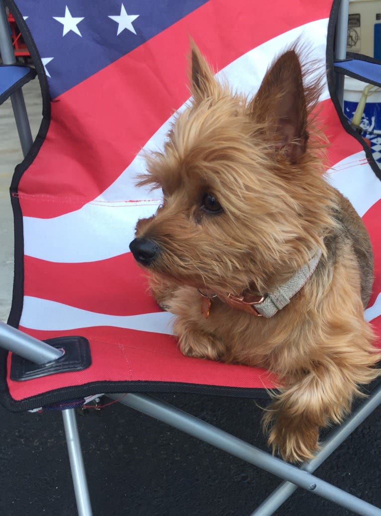 Charlie, a Yorkshire Terrier and Bichon Frise mix tested with EmbarkVet.com