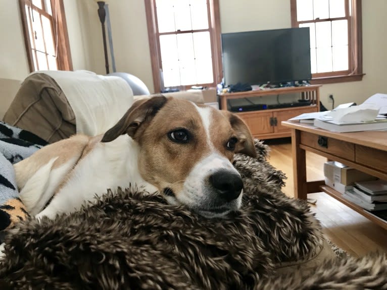 Mabel, an Australian Cattle Dog and Chow Chow mix tested with EmbarkVet.com