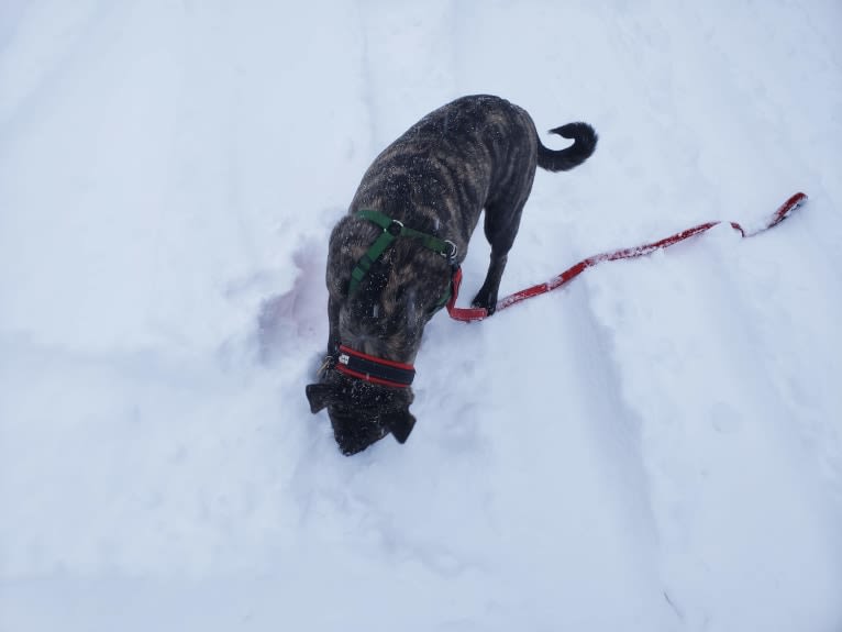 Newton, an American Bulldog and Labrador Retriever mix tested with EmbarkVet.com