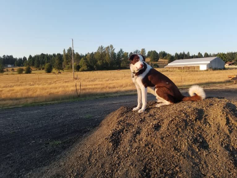 Cosmo, a Great Pyrenees and Border Collie mix tested with EmbarkVet.com