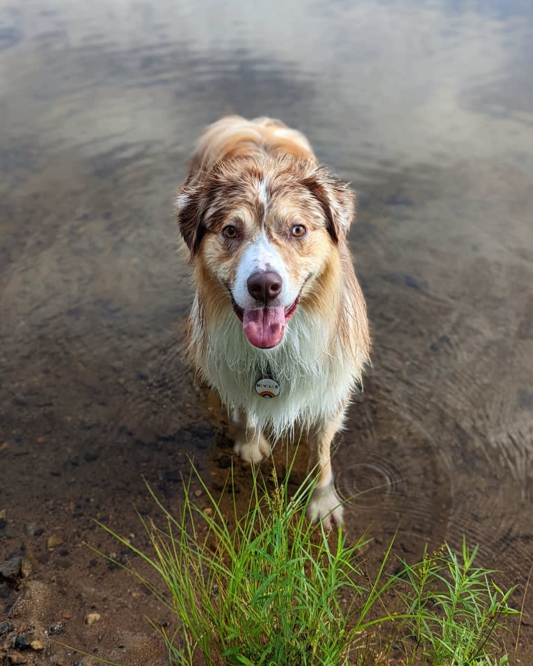 Neville, an Australian Shepherd tested with EmbarkVet.com