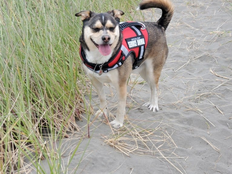 Leo, an Australian Cattle Dog and French Bulldog mix tested with EmbarkVet.com