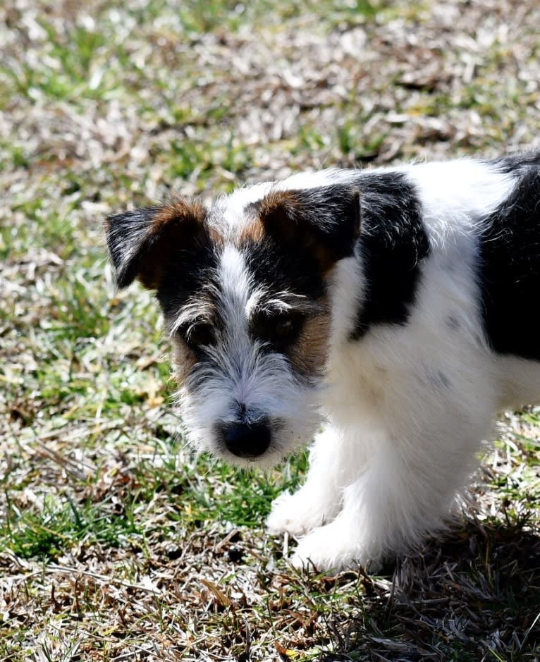 Jax, a Russell-type Terrier tested with EmbarkVet.com
