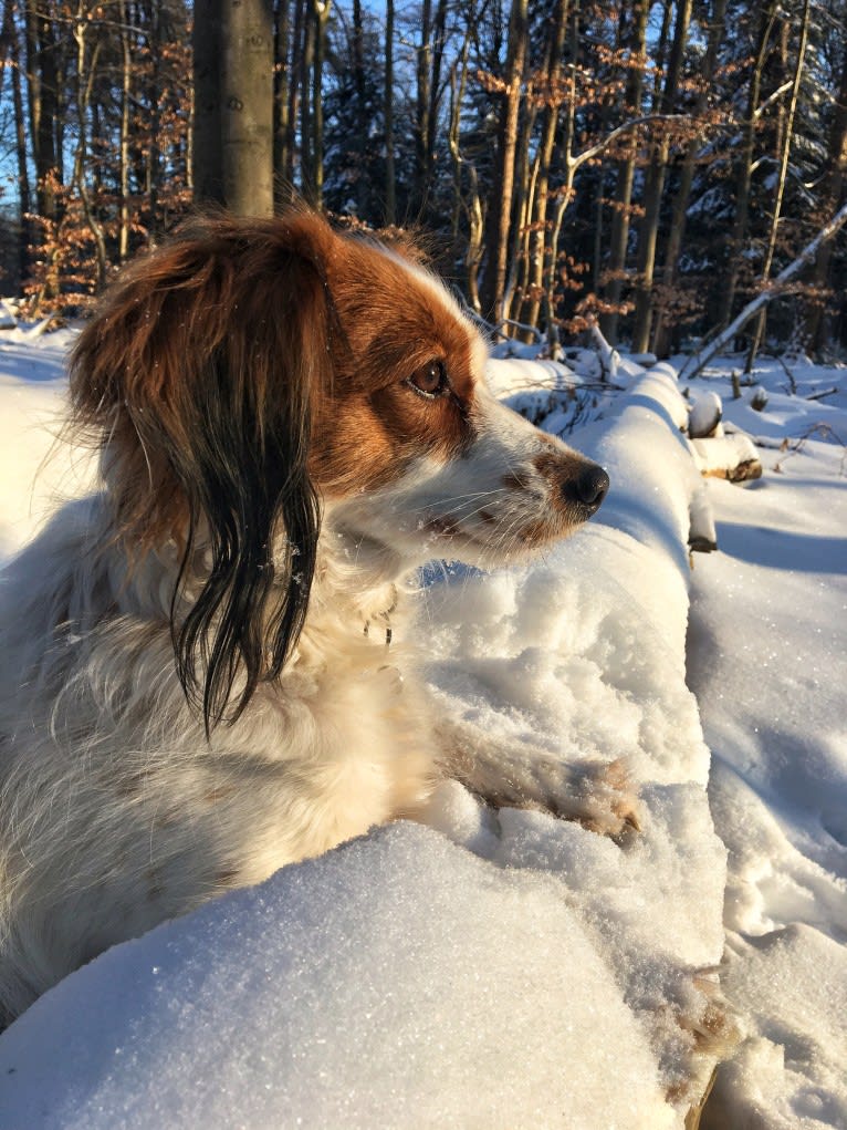 Nova, a Nederlandse Kooikerhondje tested with EmbarkVet.com