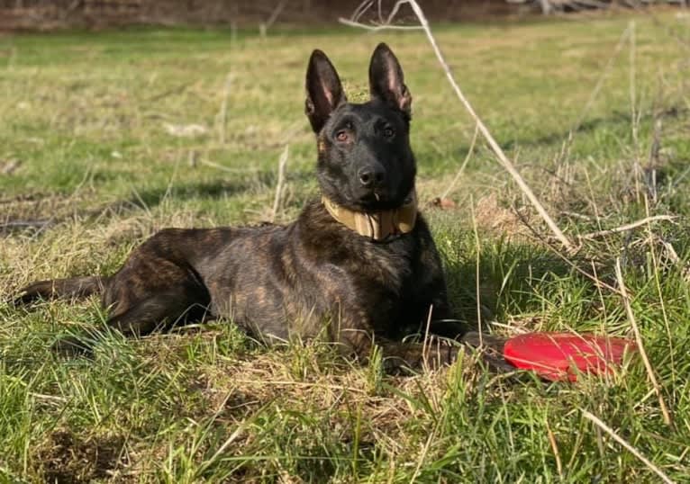 Asarel, a Dutch Shepherd tested with EmbarkVet.com