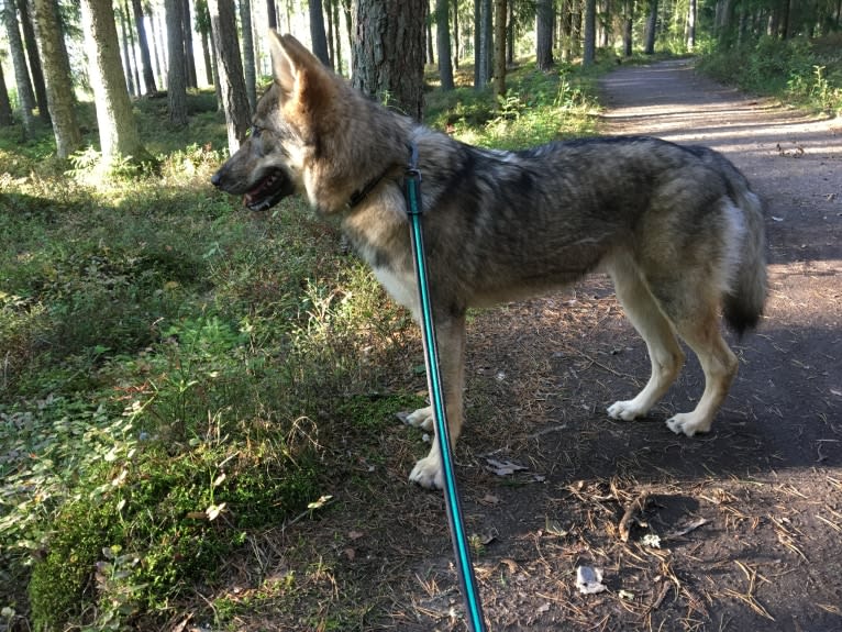 Enya, a Czechoslovakian Vlcak and West Siberian Laika mix tested with EmbarkVet.com