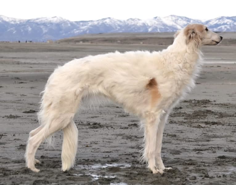 Suki, a Silken Windhound tested with EmbarkVet.com