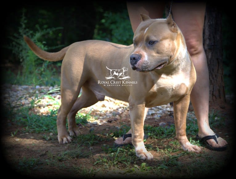IVAN, an American Bully tested with EmbarkVet.com