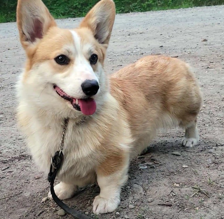 Cake, a Pembroke Welsh Corgi tested with EmbarkVet.com
