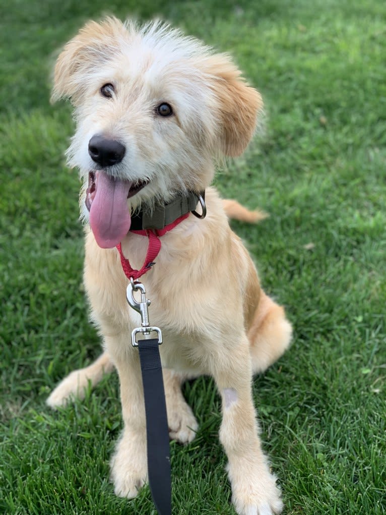 Jackal, an Arabian Village Dog tested with EmbarkVet.com