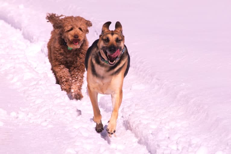 Maggie Sue, a Poodle (Standard) and Poodle (Small) mix tested with EmbarkVet.com