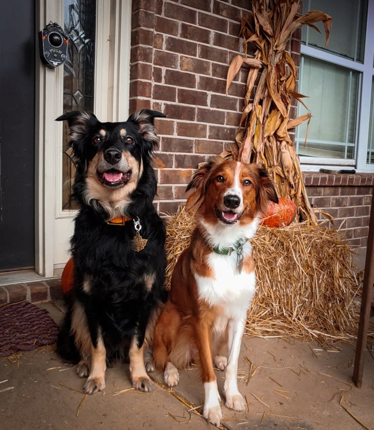 Maple, an English Shepherd tested with EmbarkVet.com