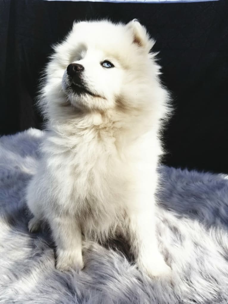 Grizzly Jonas, a Siberian Husky and American Eskimo Dog mix tested with EmbarkVet.com