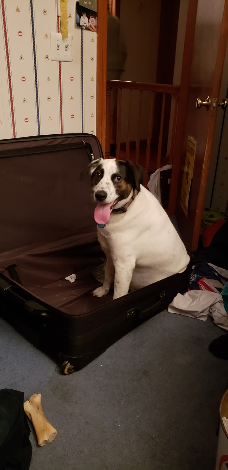 Dublin, an American Foxhound and Labrador Retriever mix tested with EmbarkVet.com