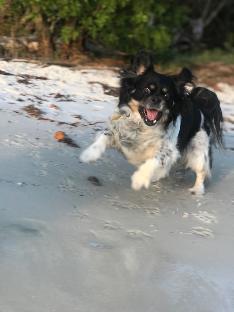 Gizmo, a Pekingese and Rat Terrier mix tested with EmbarkVet.com