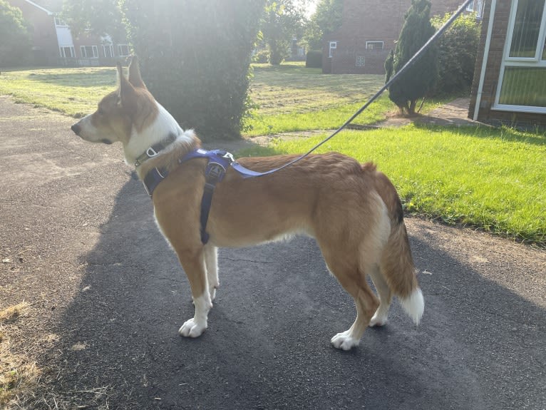 Echo, a Border Collie and German Shepherd Dog mix tested with EmbarkVet.com