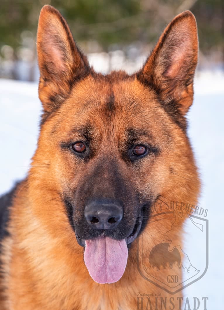 Parcour, a German Shepherd Dog tested with EmbarkVet.com