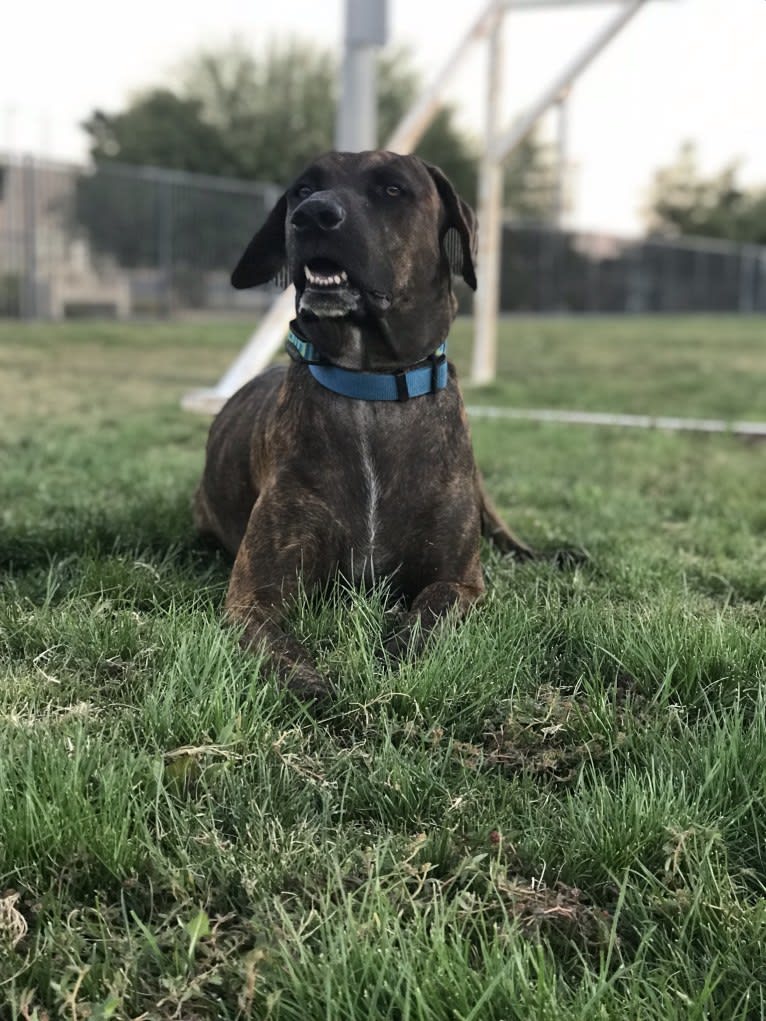 Tyga, a Doberman Pinscher and American Bulldog mix tested with EmbarkVet.com